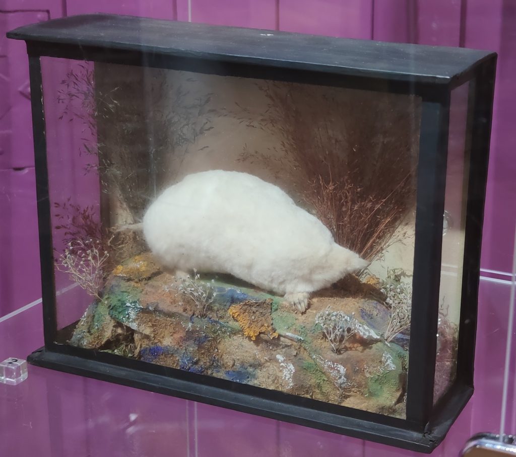 Albino Mole in Display Case